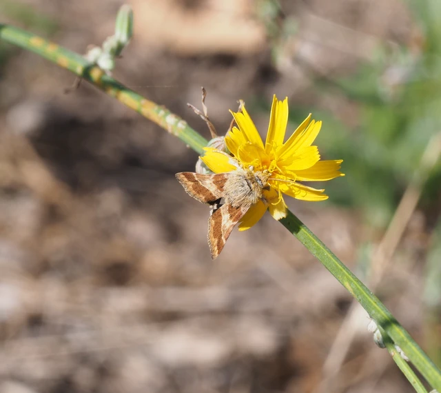Schinia cognata - nyúlparéj-nappalibagoly