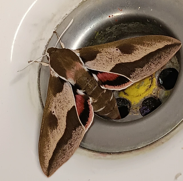 Hyles euphorbiae - kutyatejszender