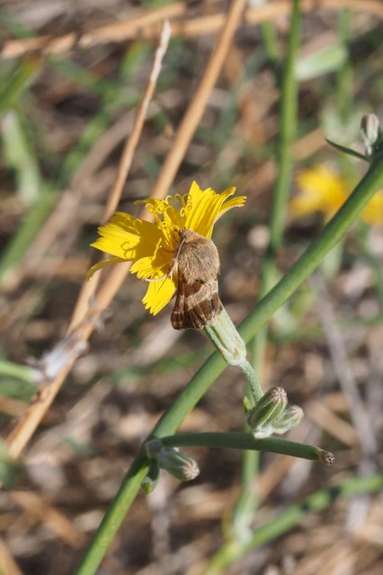 Schinia cognata - nyúlparéj-nappalibagoly