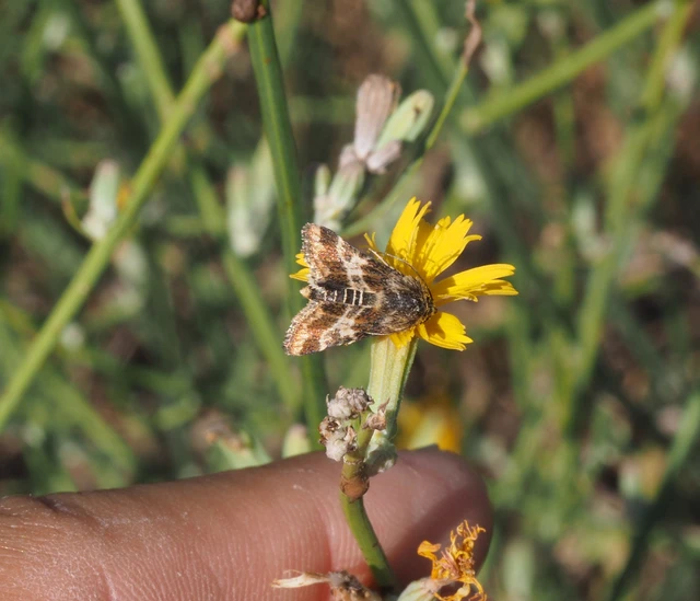 Schinia cognata - nyúlparéj-nappalibagoly
