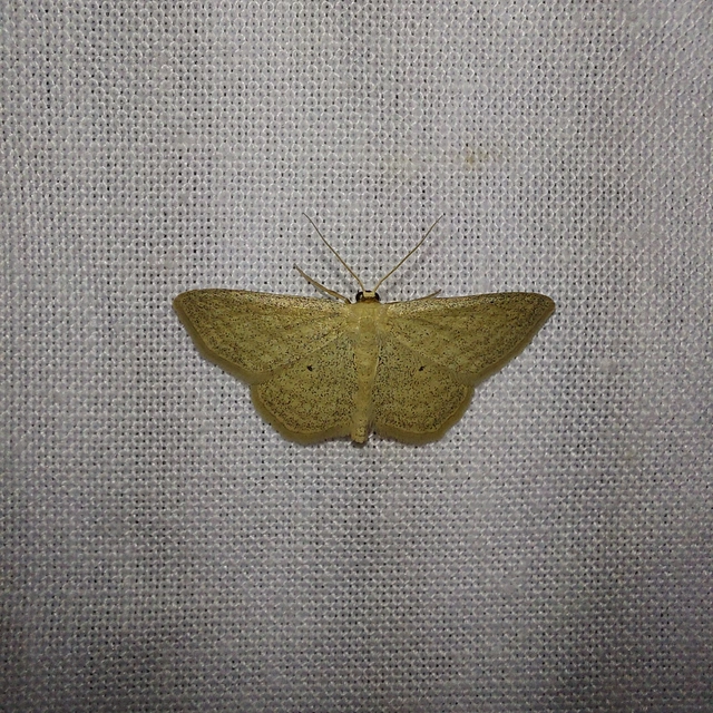 Scopula virgulata - vesszős sávosaraszoló