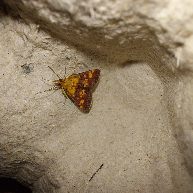 Pyrausta aurata - aranyló bíbormoly
