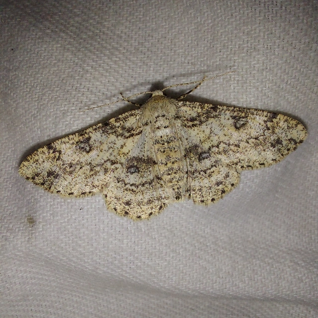 Ascotis selenaria - holdas faaraszoló