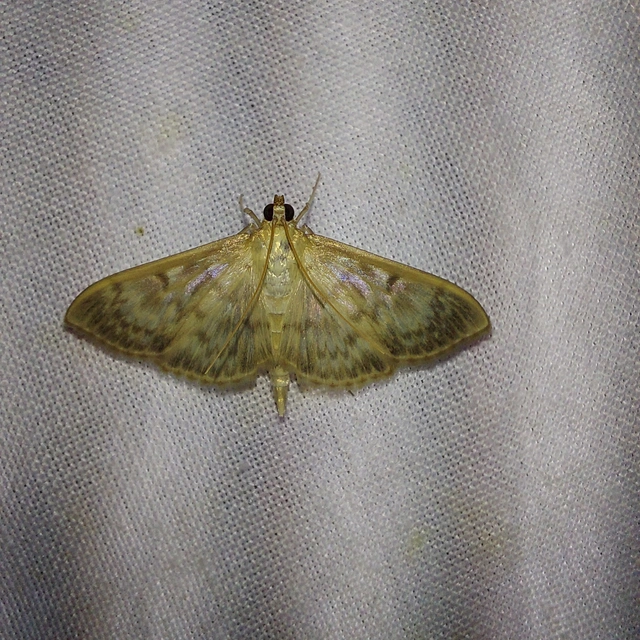 Patania ruralis - csalánevő tűzmoly