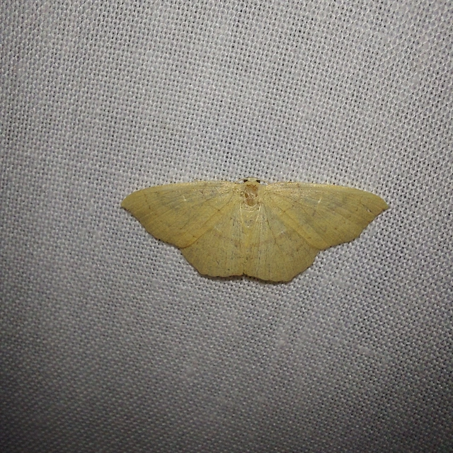 Cyclophora linearia - vonalas pettyesaraszoló