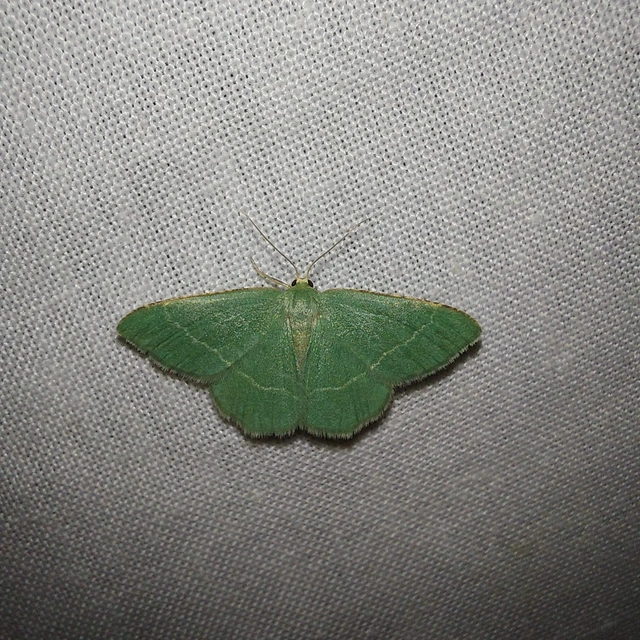 Chlorissa cloraria - sárgászöld araszoló