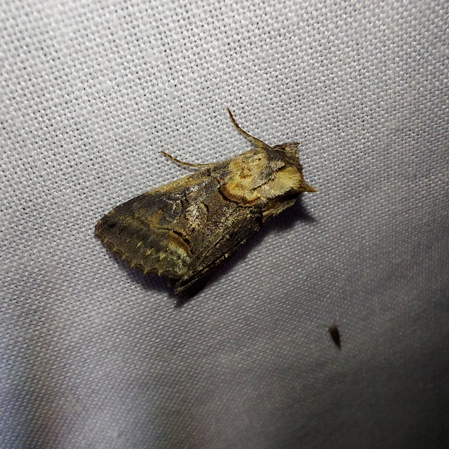 Abrostola agnorista - sziklalakó csalánbagoly