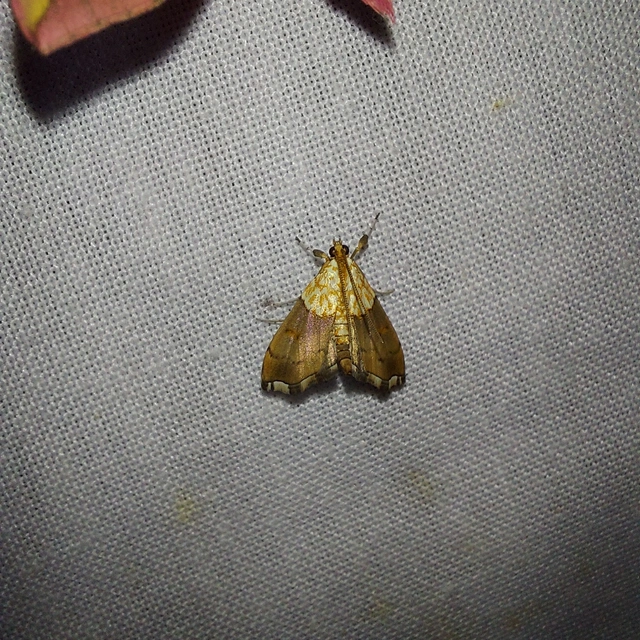 Agrotera nemoralis - ligeti tűzmoly