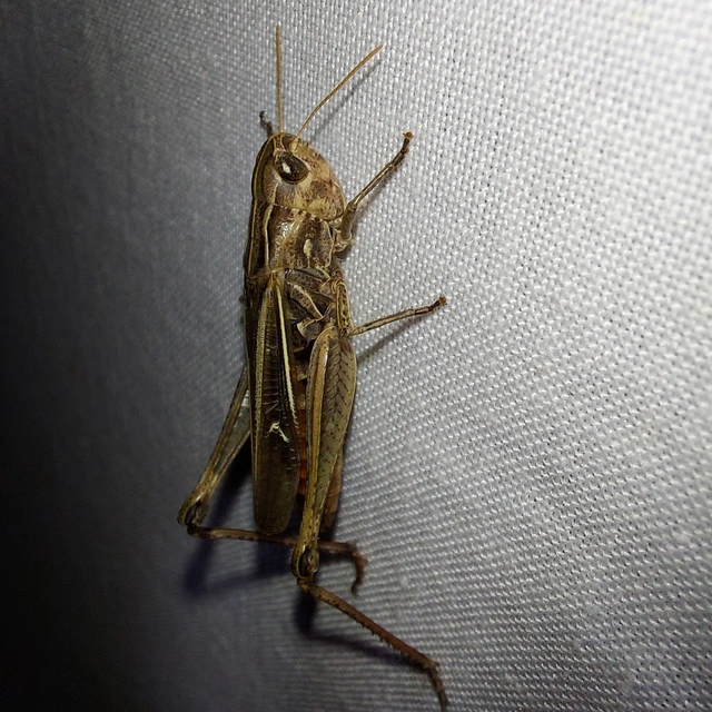 Stenobothrus lineatus - jajgató rétisáska