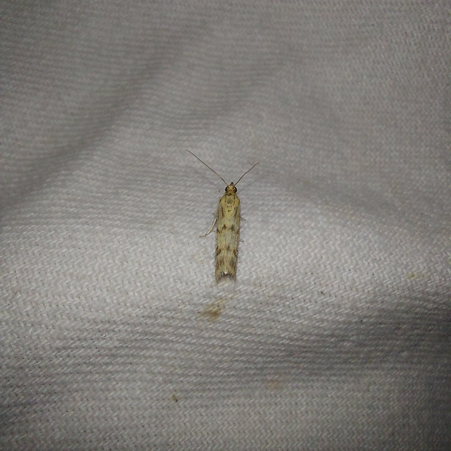 Homoeosoma sinuella - agyagsárga karcsúmoly