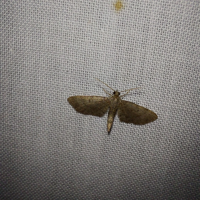 Eupithecia selinata - lápi törpearaszoló