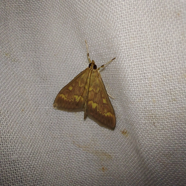 Ostrinia nubilalis - kukoricamoly