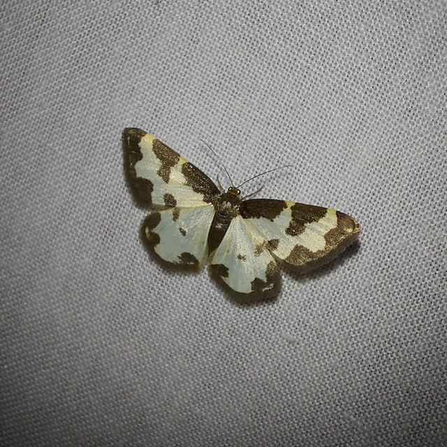 Lomaspilis marginata - szegélyes nyárfaaraszoló
