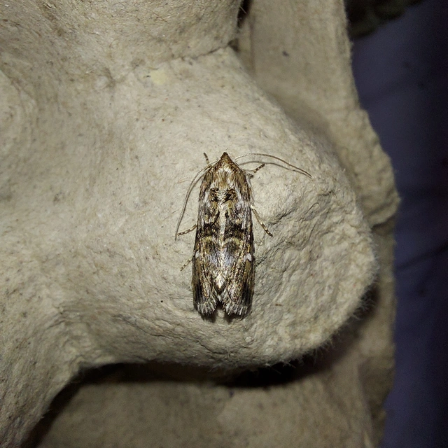 Calophasia lunula - gyújtoványfű-apróbagoly