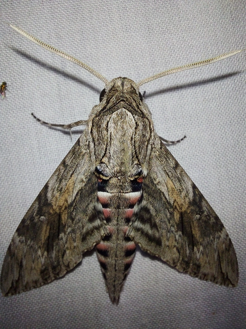 Agrius convolvuli - szulákszender
