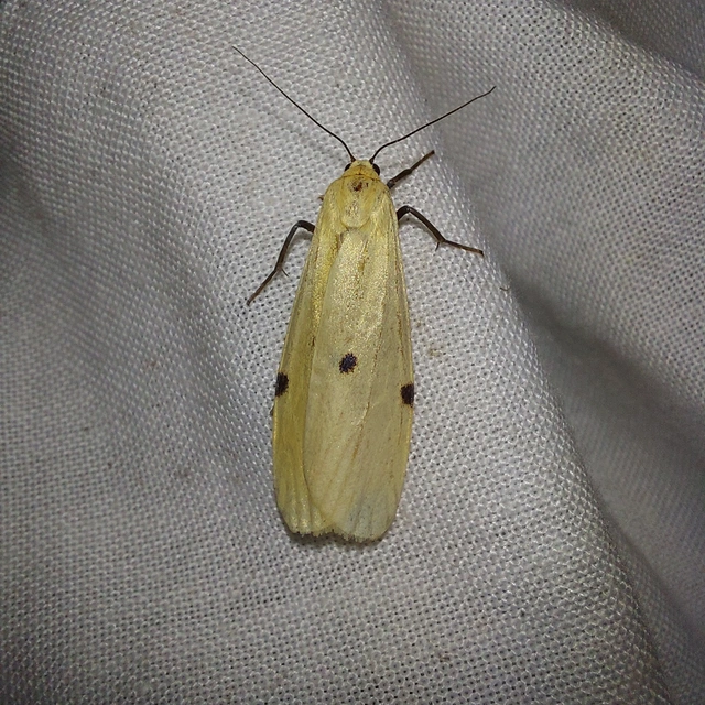 Lithosia quadra - négypettyes zuzmószövő
