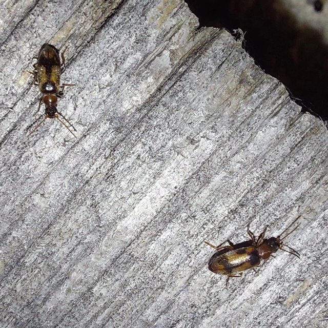 Notoxus appendicinus - déli nyakszarvúbogár
