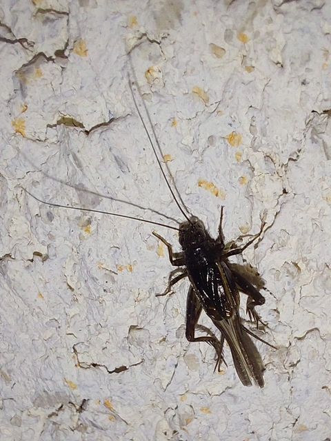Eumodicogryllus bordigalensis - bordói tücsök