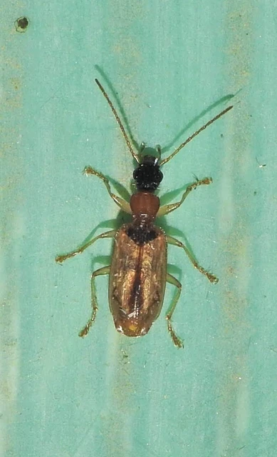 Demetrias atricapillus - buzogányfoltos nádfutó