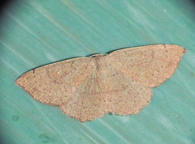 Cyclophora ruficiliaria - vörösrojtú pettyesaraszoló