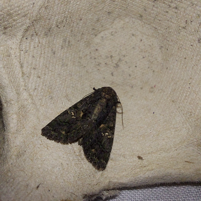 Anophia leucomelas - déli folyófűbagoly Anophia leucomelas - déli folyófűbagoly