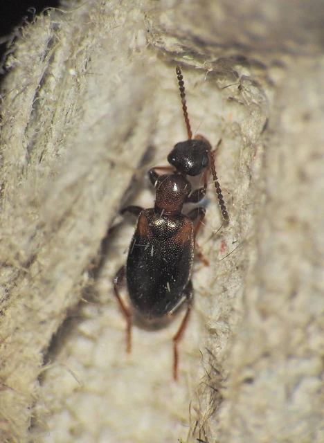 Omonadus formicarius - simanyakú fürgebogár