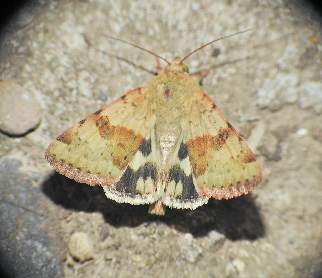 Heliothis viriplaca - mácsonyabagoly