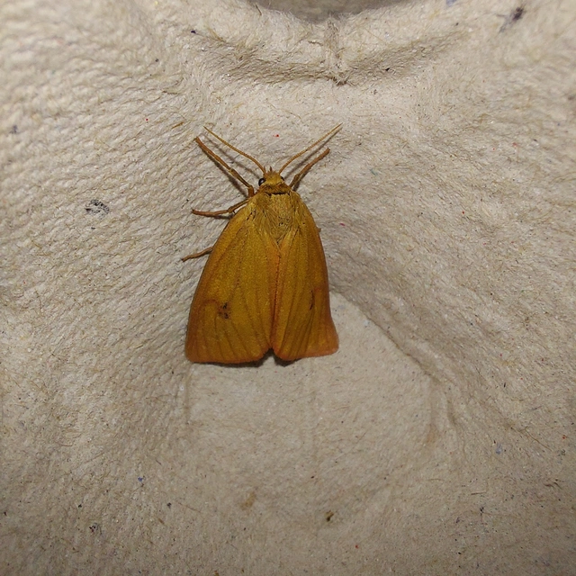 Diacrisia sannio - vörösszélű medvelepke