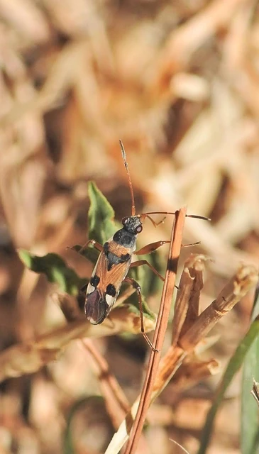 Beosus quadripunctatus - pettyes homokibodobács