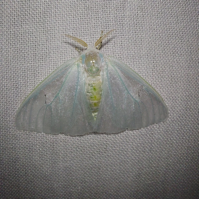 Arctornis l-nigrum - L-betűs gyapjaslepke