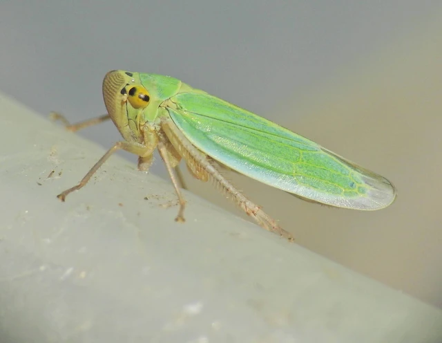 Cicadella viridis - méregzöld kabóca
