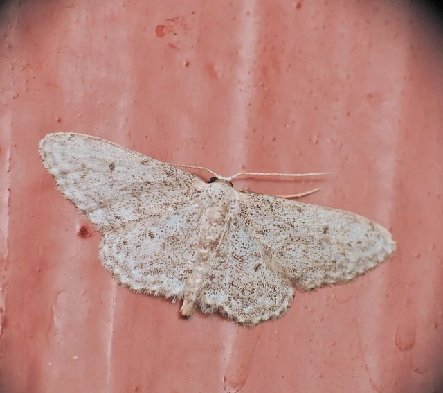 Idaea seriata - szürke apróaraszoló