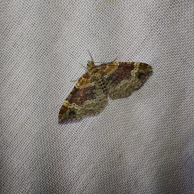 Xanthorhoe spadicearia - sávos tarkaaraszoló
