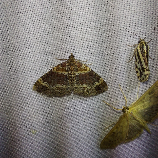 Xanthorhoe spadicearia - sávos tarkaaraszoló