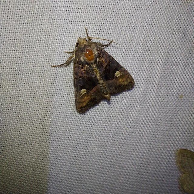 Euplexia lucipara - szeder-csipkésbagoly