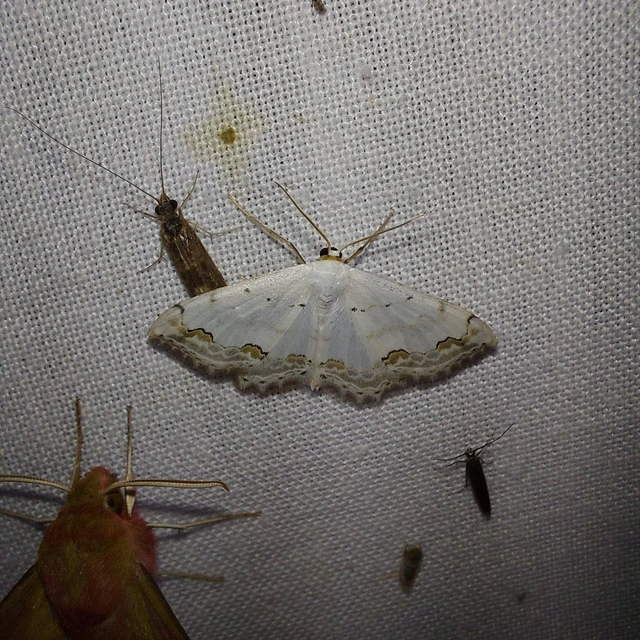 Scopula ornata - díszes fehéraraszoló