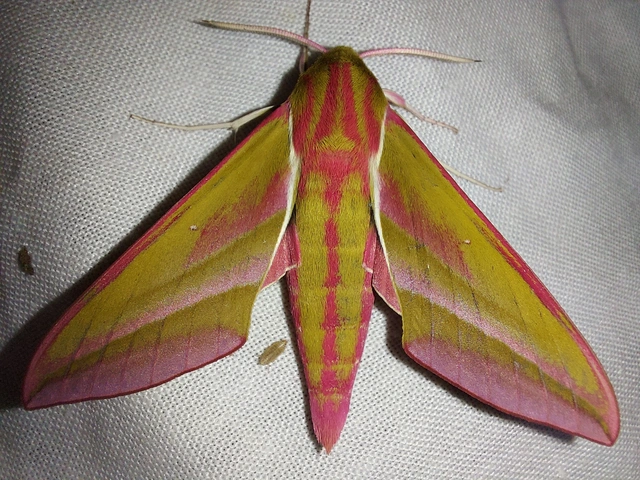 Deilephila elpenor - szőlőszender