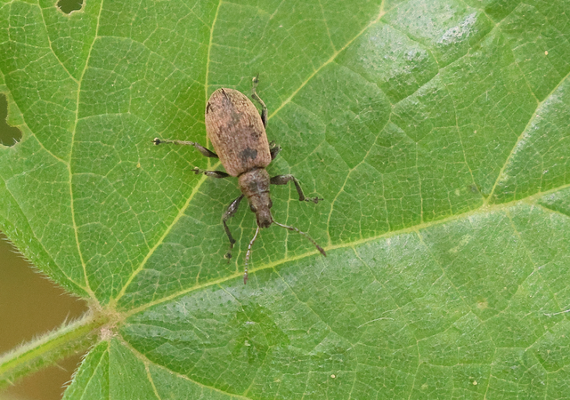 Phyllobius