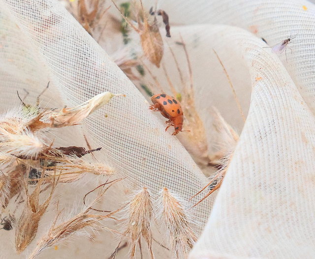 Subcoccinella vigintiquatuorpunctata - lucernaböde