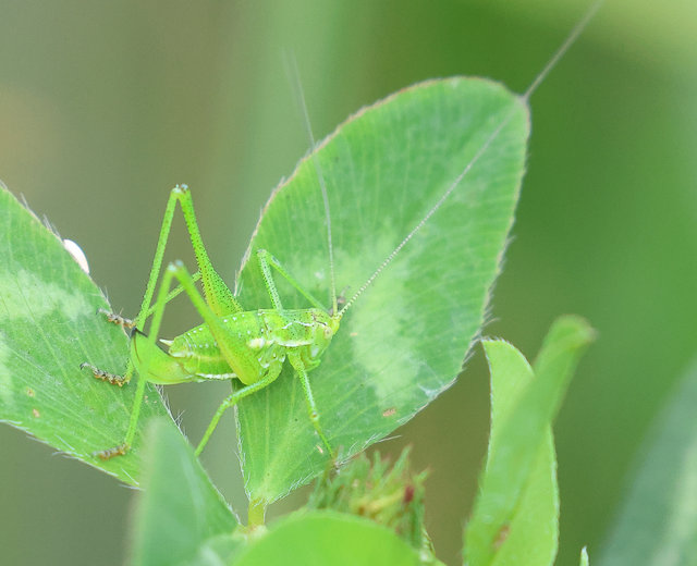 Leptophyes albovittata - közönséges virágszöcske