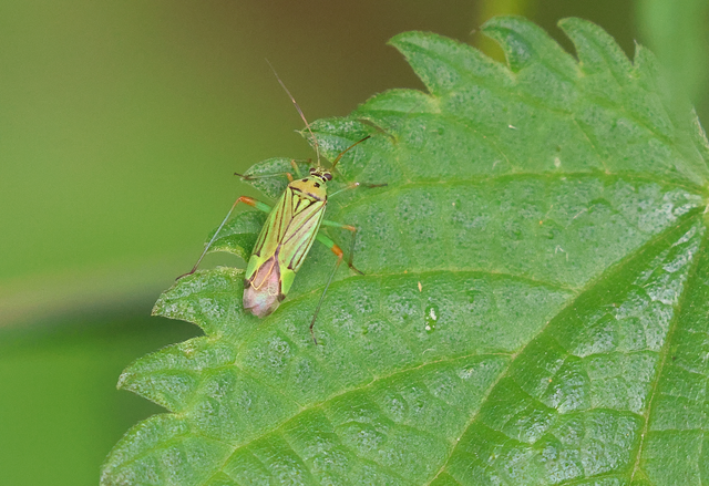 Mermitelocerus schmidtii