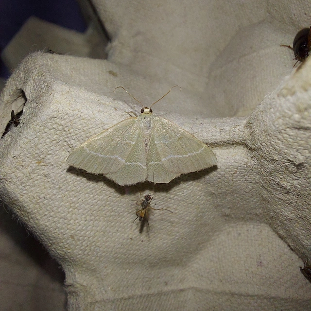 Chlorissa cloraria - sárgászöld araszoló