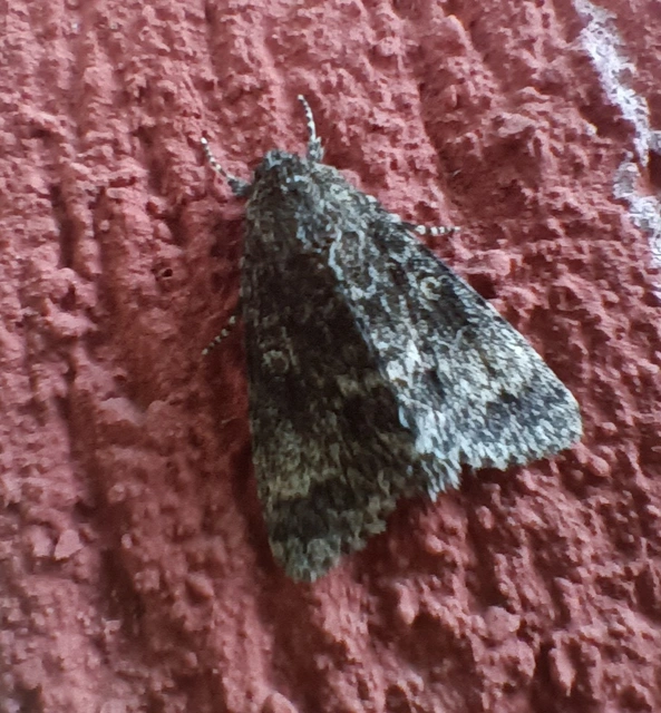 Acronicta megacephala - nagyfejű szigonyosbagoly