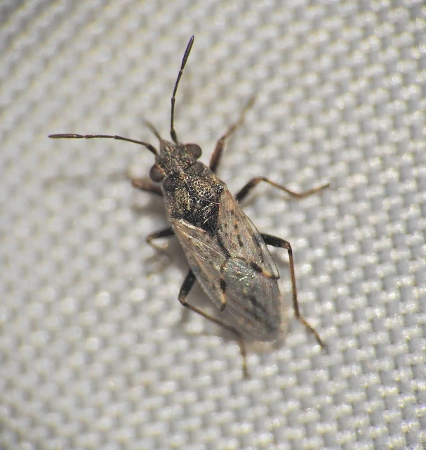 Heteroptera - Poloskák