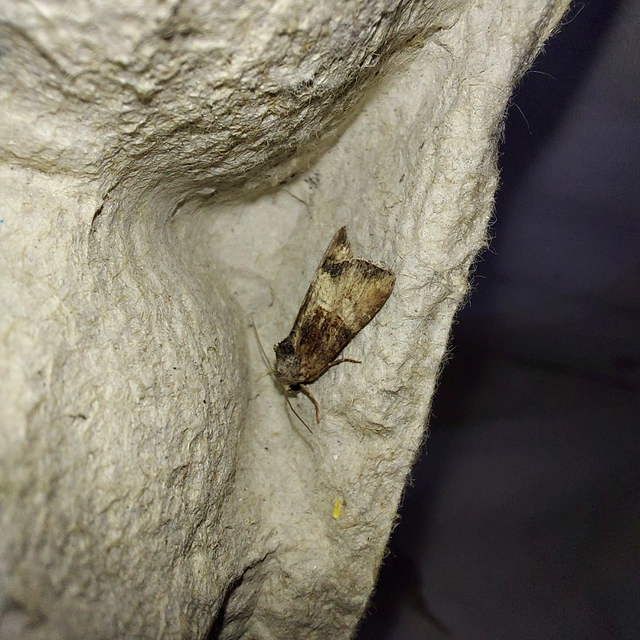 Mesoligia furuncula - kétszínű dudvabagoly