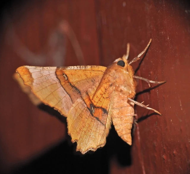 Selenia lunularia - egyfoltos holdasaraszoló