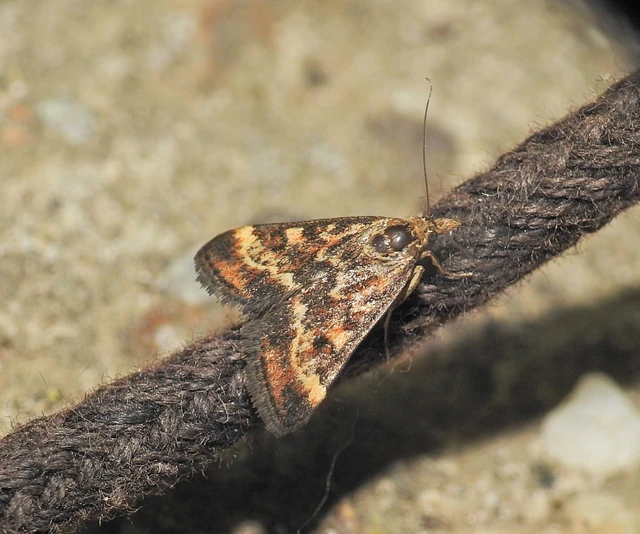 Pyrausta despicata - réti bíbormoly