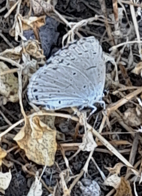 Celastrina argiolus - bengeboglárka