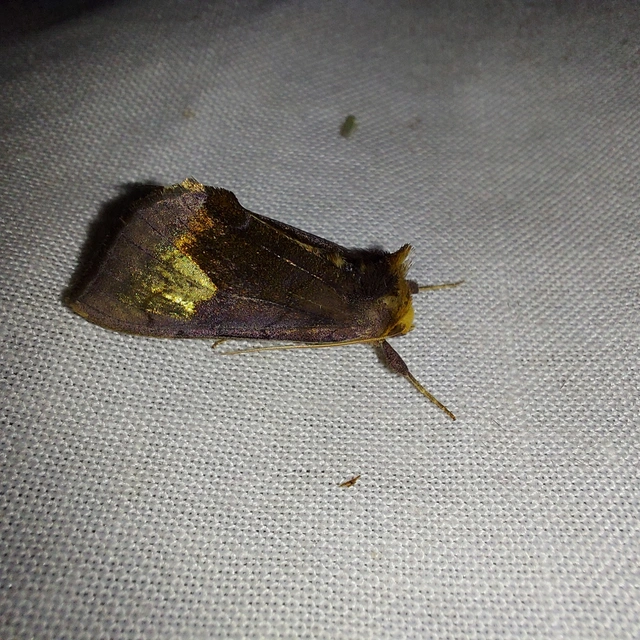 Diachrysia chryson - nagyfoltú aranybagoly