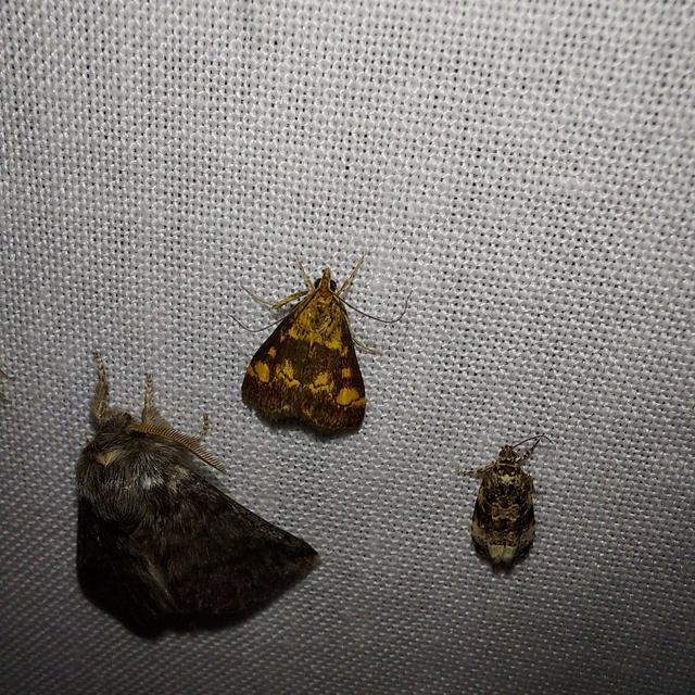 Pyrausta aurata - aranyló bíbormoly